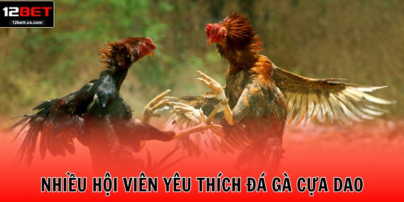  Nhiều hội viên yêu thích đá gà cựa dao